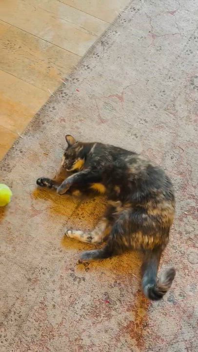 Enlarge Ambrosia, a Adoptable Domestic Short Hair in San Juan Capistrano, CA video 5/6