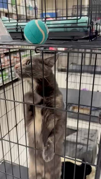Enlarge Ambrosia, a Adoptable Domestic Short Hair in San Juan Capistrano, CA video 3/6