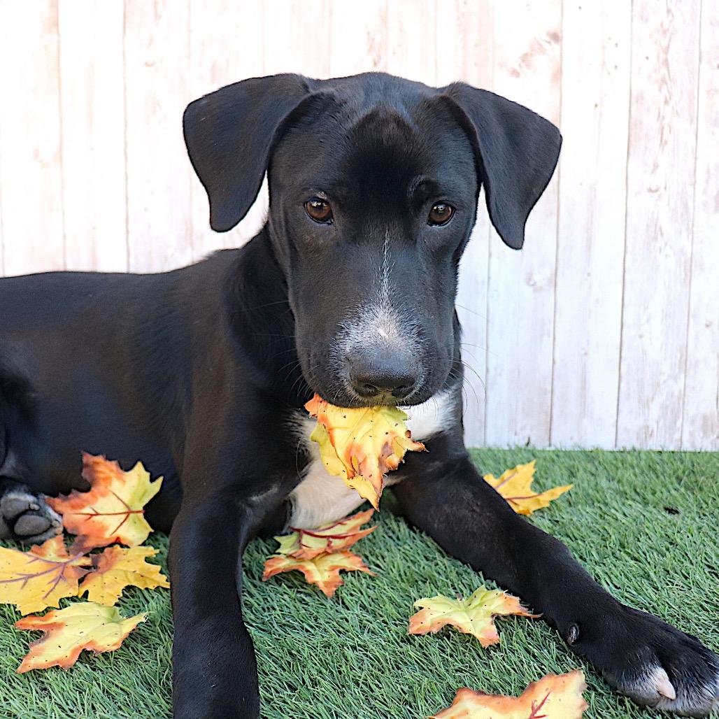 Rolex, a Adoptable Labrador Retriever in Phoenix, AZ image 5/6