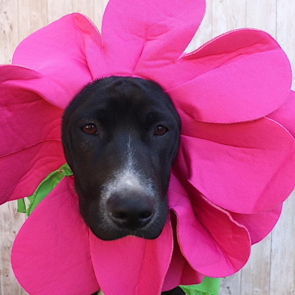 Rolex, a Adoptable Labrador Retriever in Phoenix, AZ image 6/6