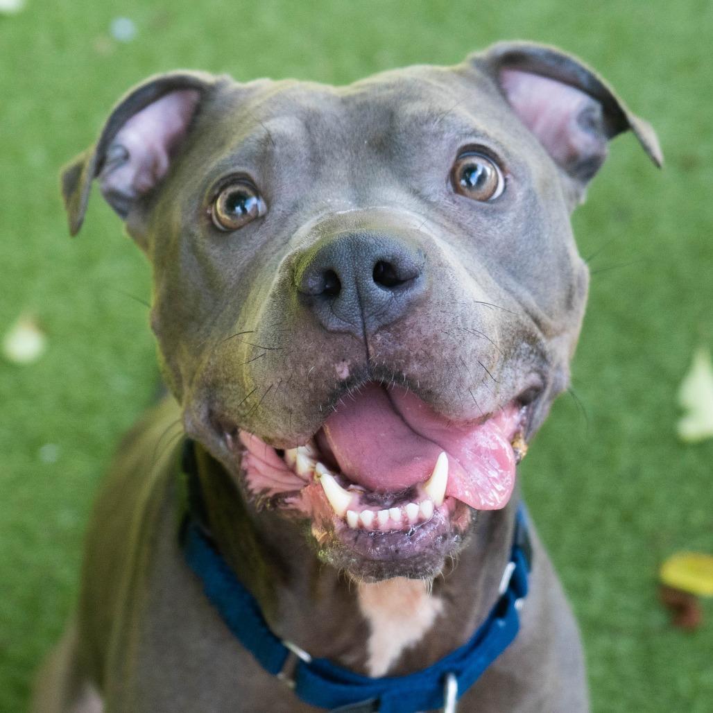 Enlarge Estella, a Adoptable Pit Bull Terrier in Providence, RI image 1/6