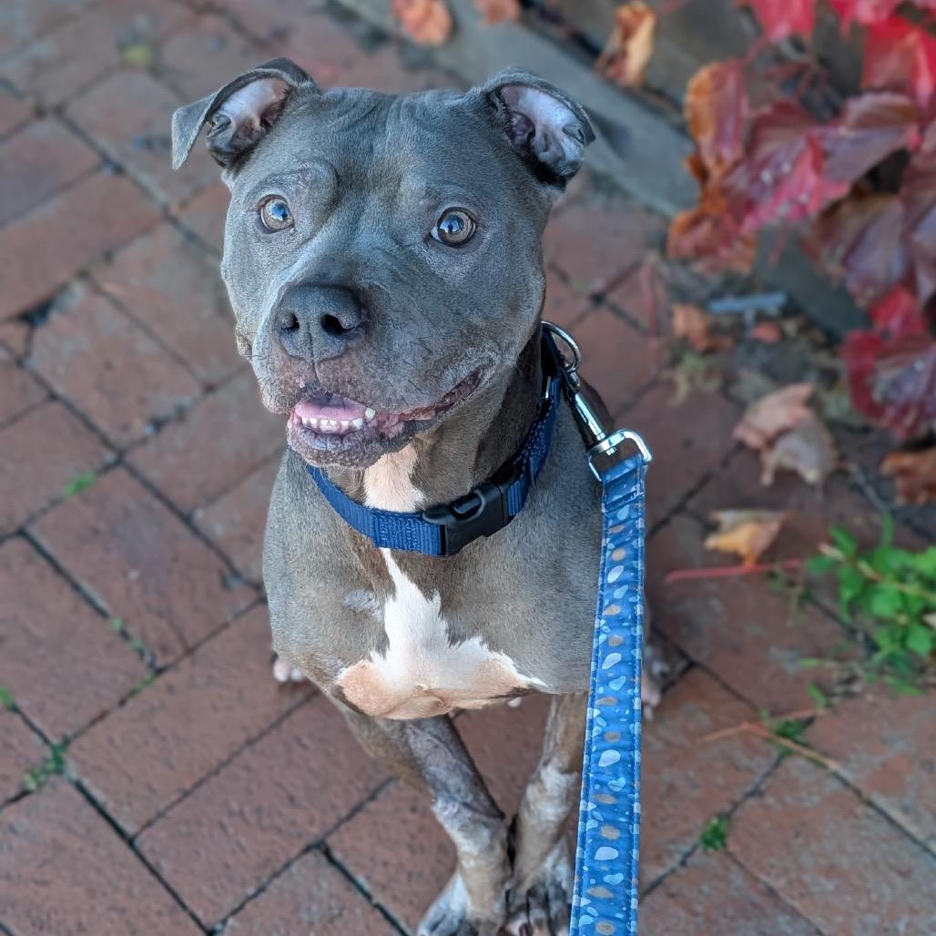 Enlarge Estella, a Adoptable Pit Bull Terrier in Providence, RI image 2/6