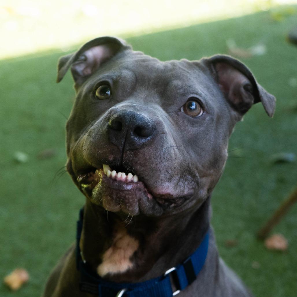 Enlarge Estella, a Adoptable Pit Bull Terrier in Providence, RI image 3/6