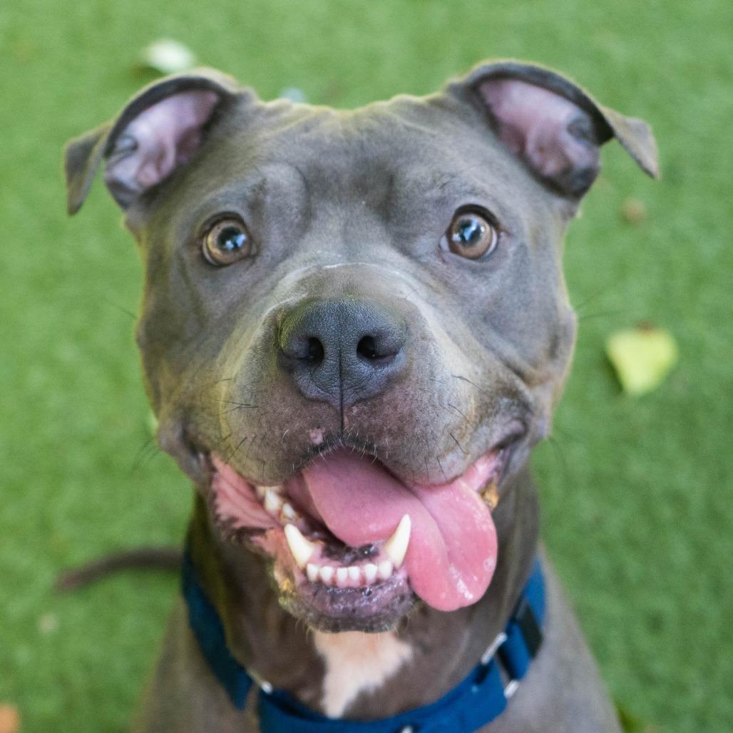 Enlarge Estella, a Adoptable Pit Bull Terrier in Providence, RI image 4/6