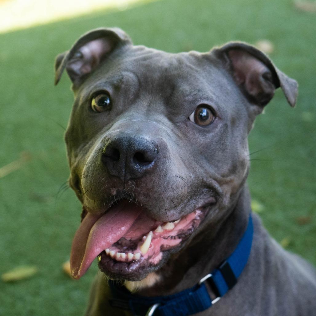 Enlarge Estella, a Adoptable Pit Bull Terrier in Providence, RI image 5/6