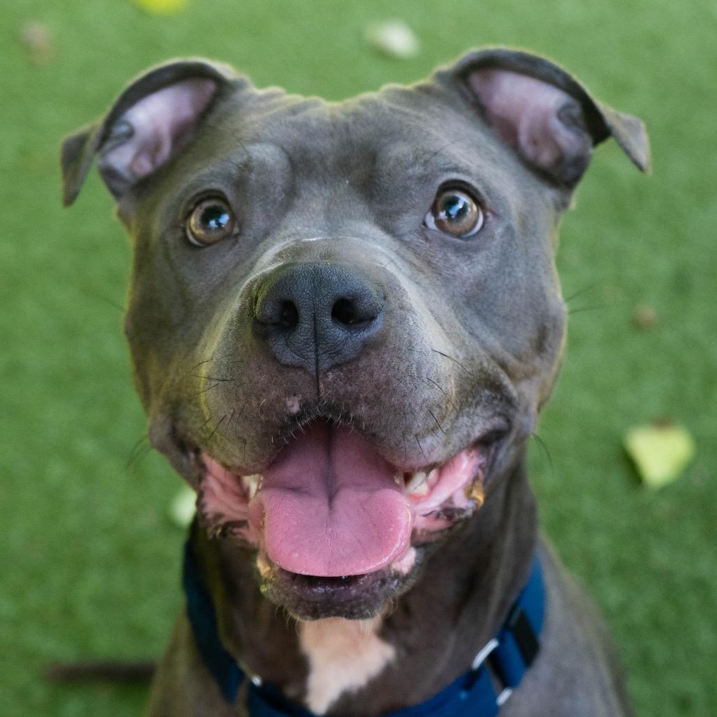 Enlarge Estella, a Adoptable Pit Bull Terrier in Providence, RI image 6/6