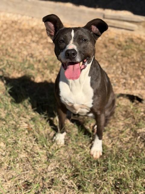 Molly, a Adoptable mixed breed in College Station, TX image 2/2