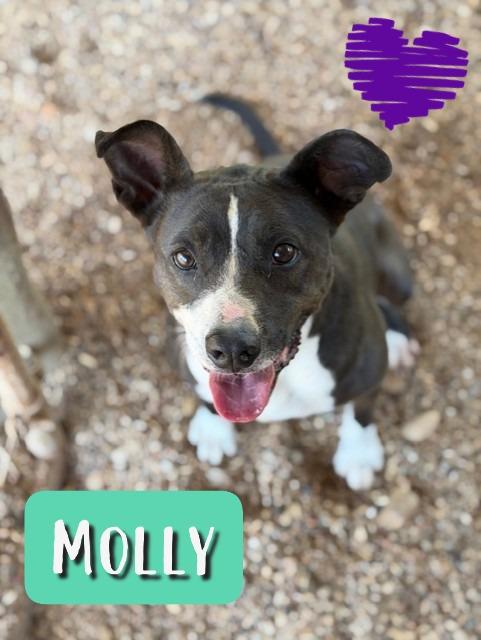 Molly, a Adoptable mixed breed in College Station, TX image 1/2