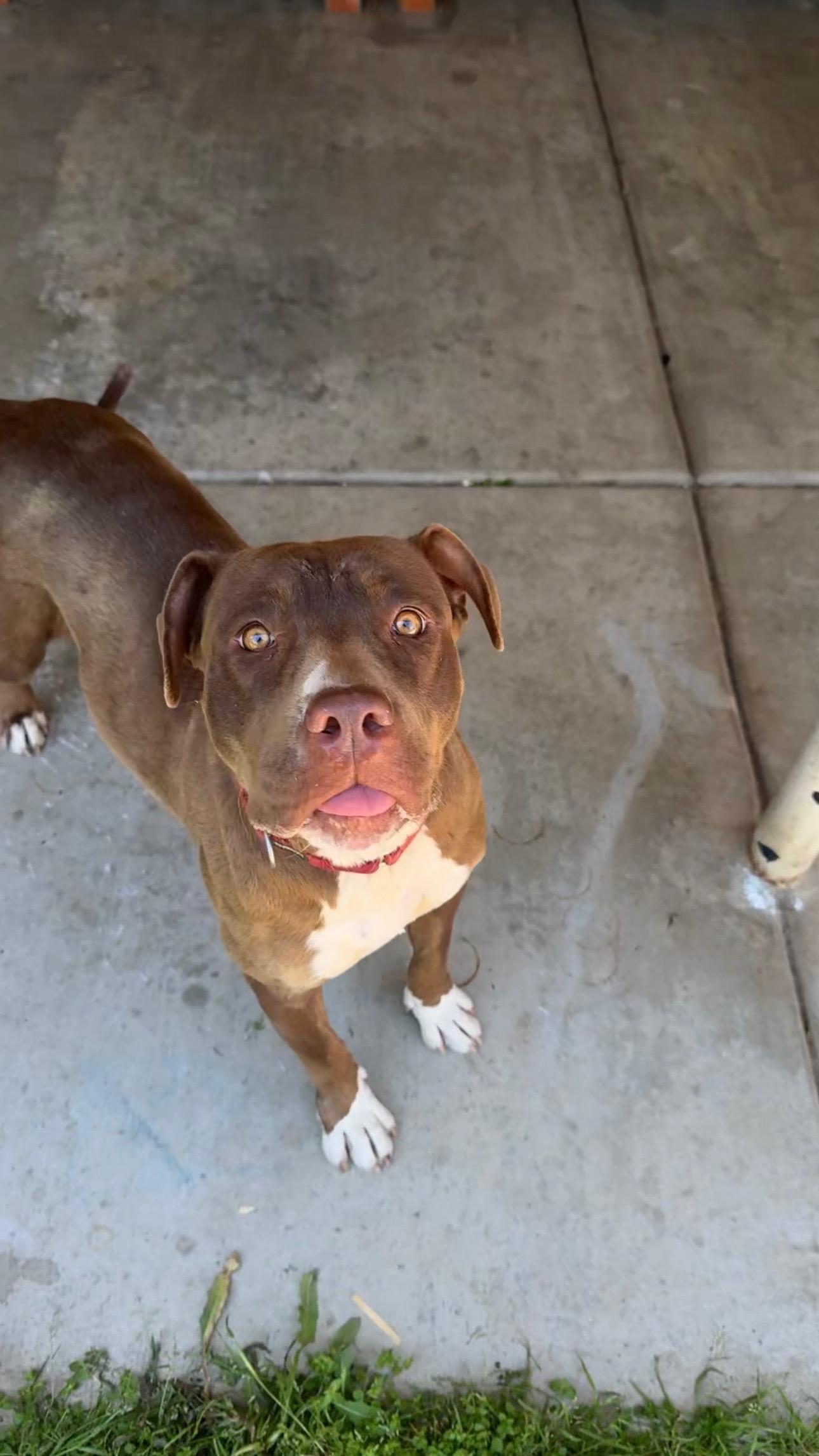 Nova, a Adoptable mixed breed in Laguna Beach, CA image 4/6