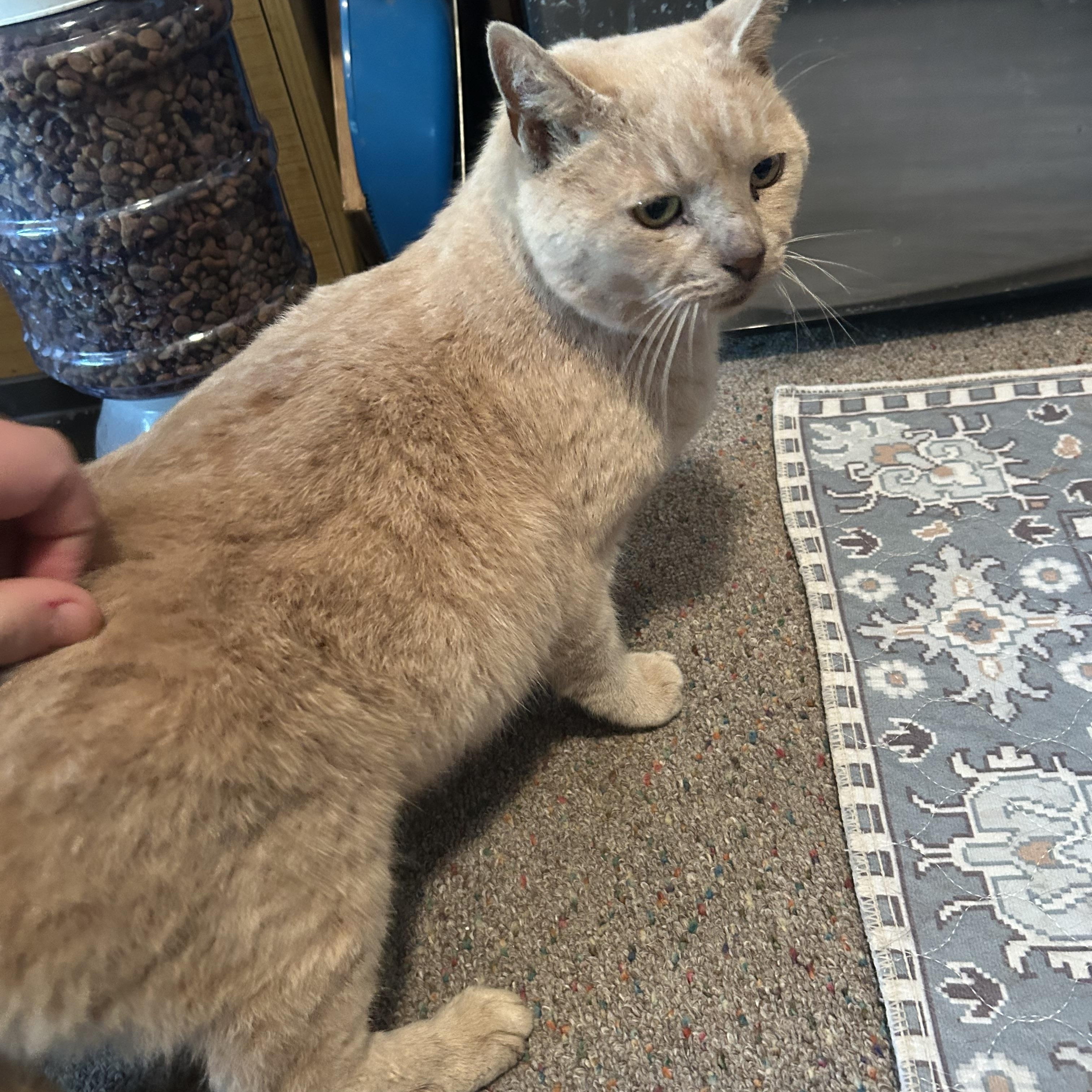 Dorito, ADOPTABLE, Adult Male Domestic Short Hair.