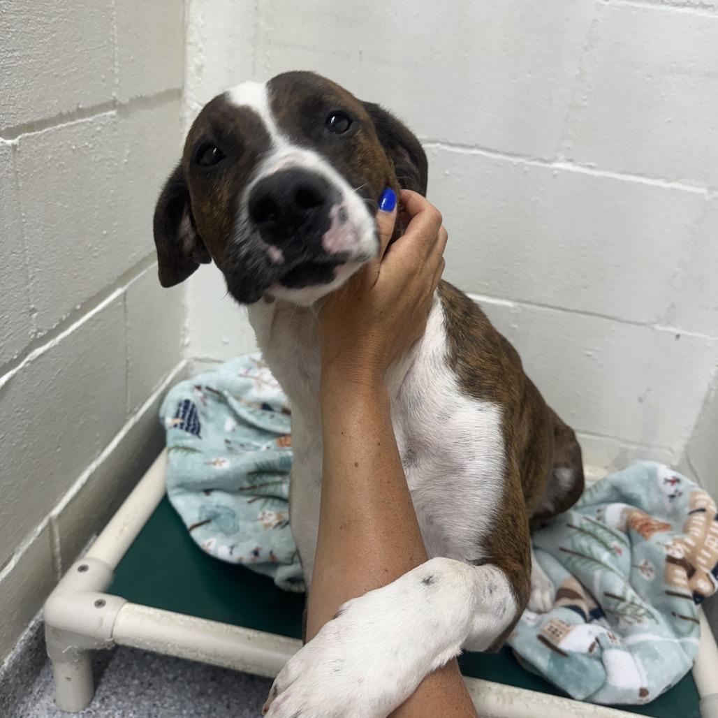 Woody, a Adoptable mixed breed in Chariton, IA image 1/6