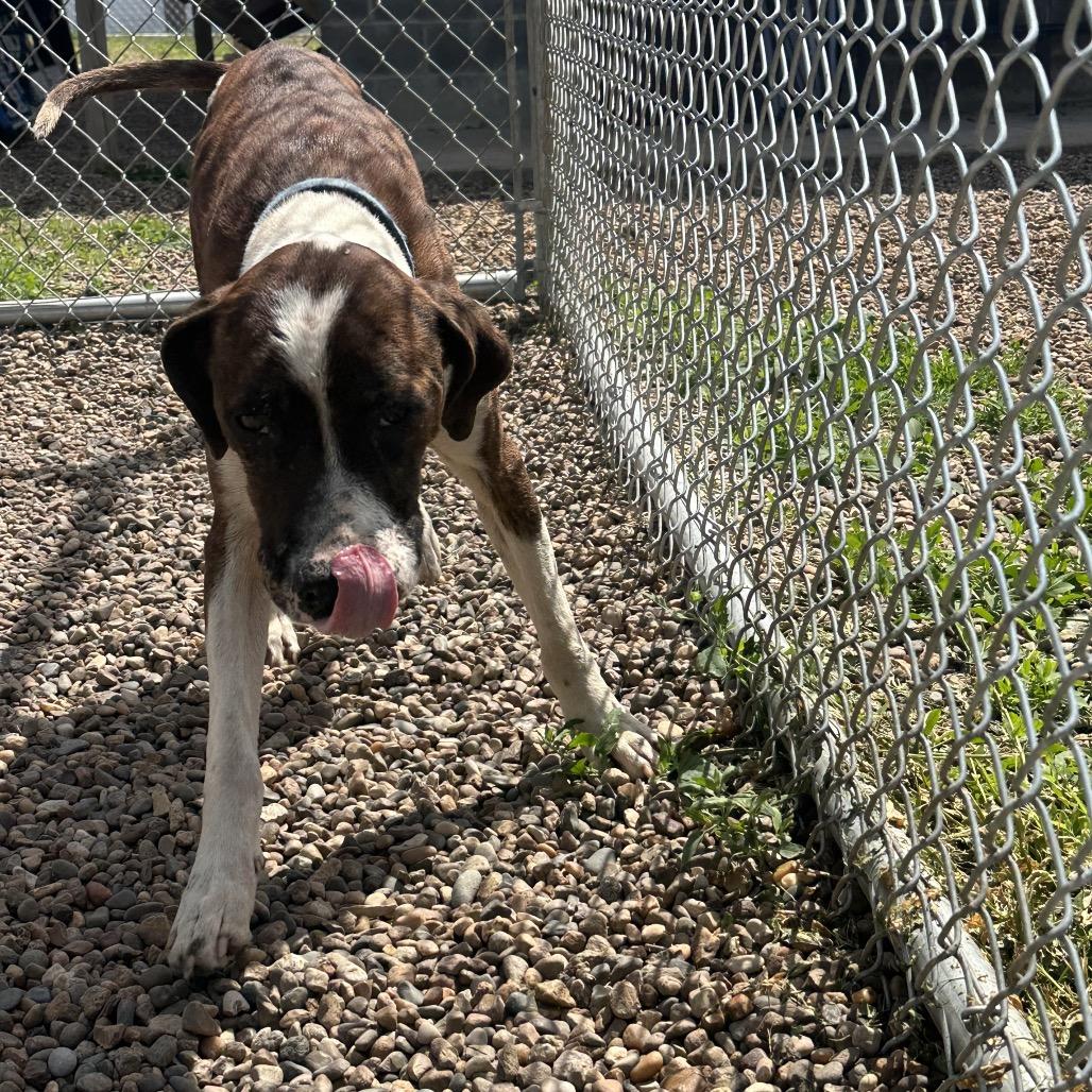 Woody, a Adoptable mixed breed in Chariton, IA image 2/6