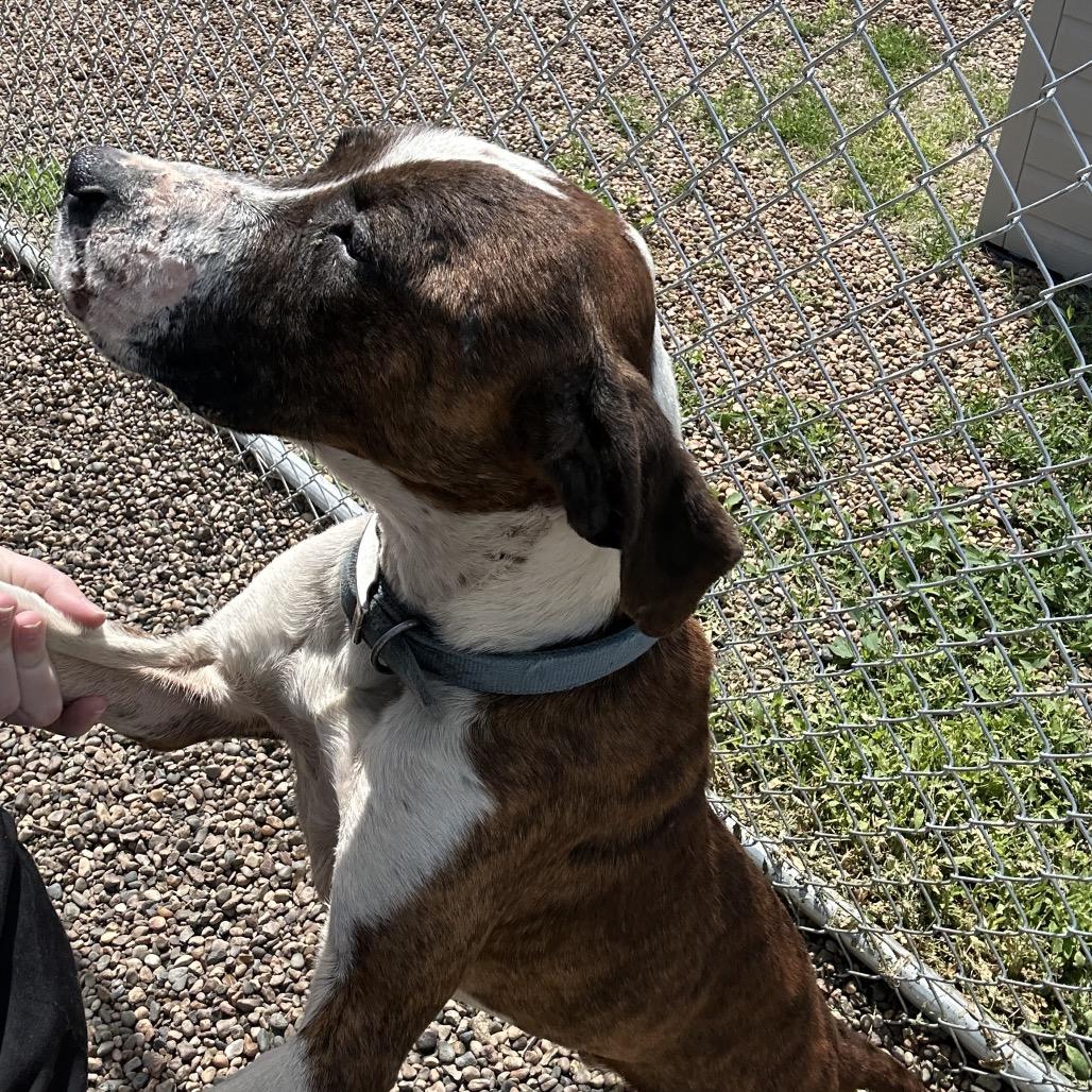 Woody, a Adoptable mixed breed in Chariton, IA image 3/6