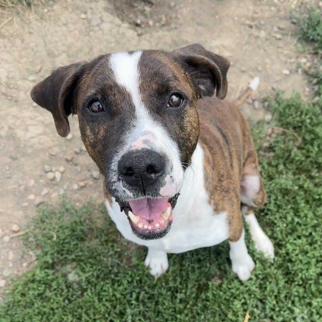 Woody, a Adoptable mixed breed in Chariton, IA image 4/6