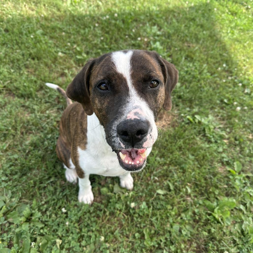 Woody, a Adoptable mixed breed in Chariton, IA image 5/6