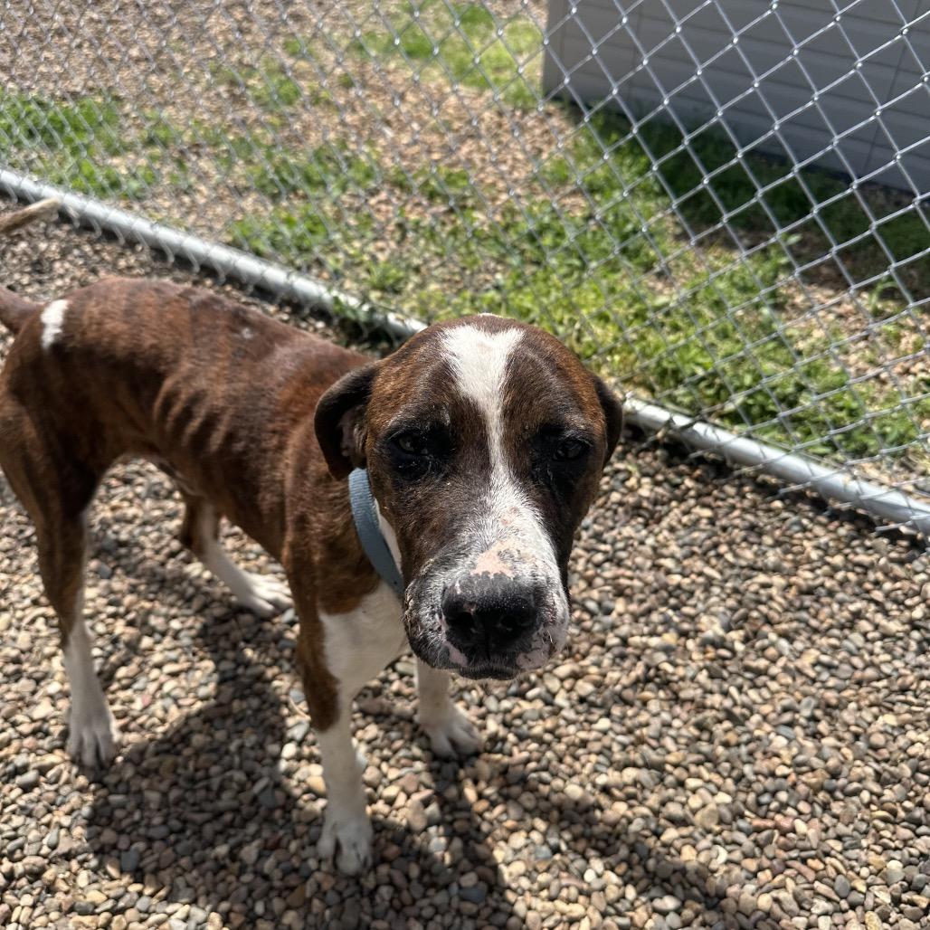 Woody, a Adoptable mixed breed in Chariton, IA image 6/6