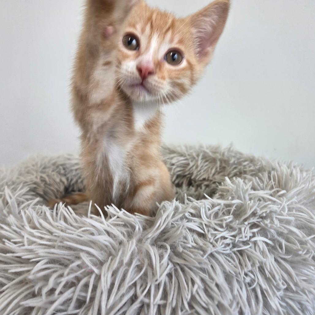 Nut Cracker, Adoptable, Kitten Male Domestic Short Hair.