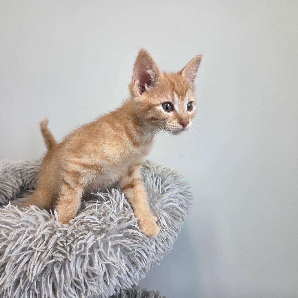 Enlarge Nut Cracker, a Adoptable Domestic Short Hair in Saskatoon, SK image 2/4
