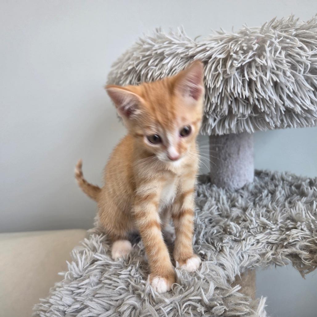 Enlarge Nut Cracker, a Adoptable Domestic Short Hair in Saskatoon, SK image 3/4