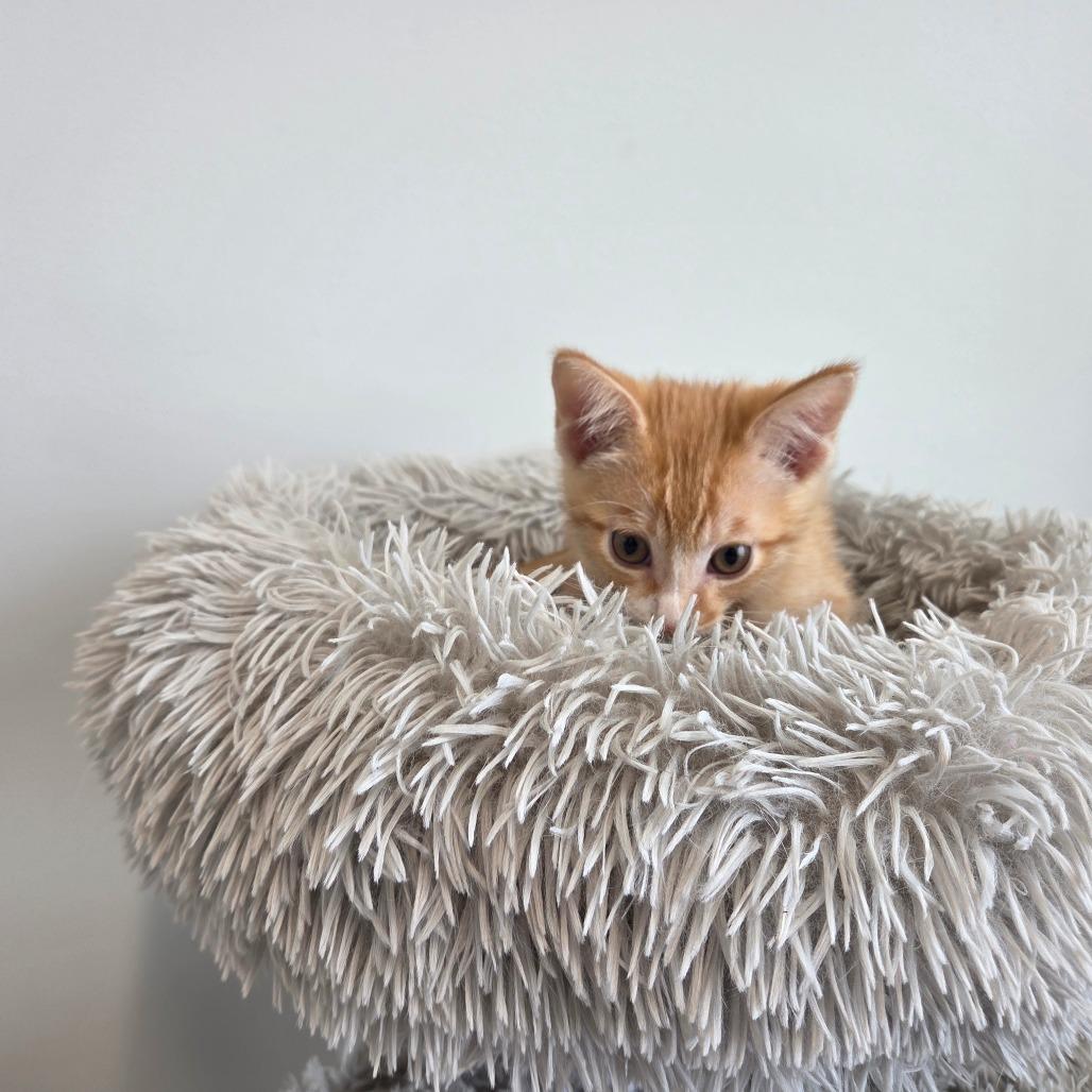 Enlarge Nut Cracker, a Adoptable Domestic Short Hair in Saskatoon, SK image 4/4