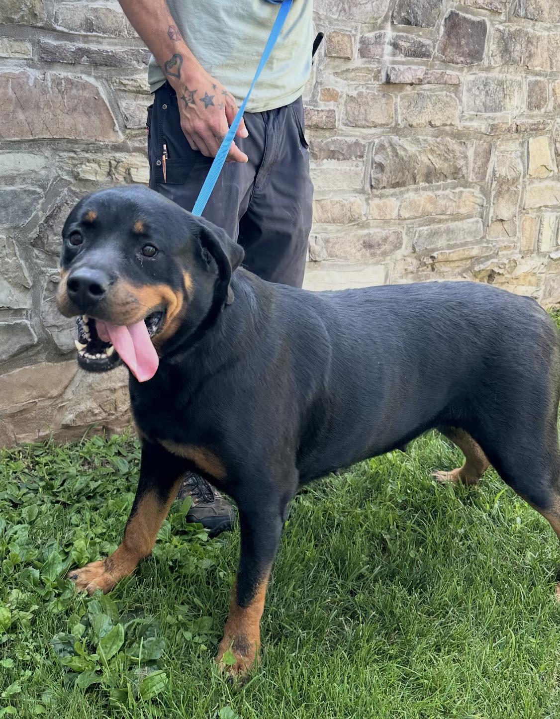 Enlarge Mabel, a Adopted Rottweiler in Chester Springs, PA image 1/3