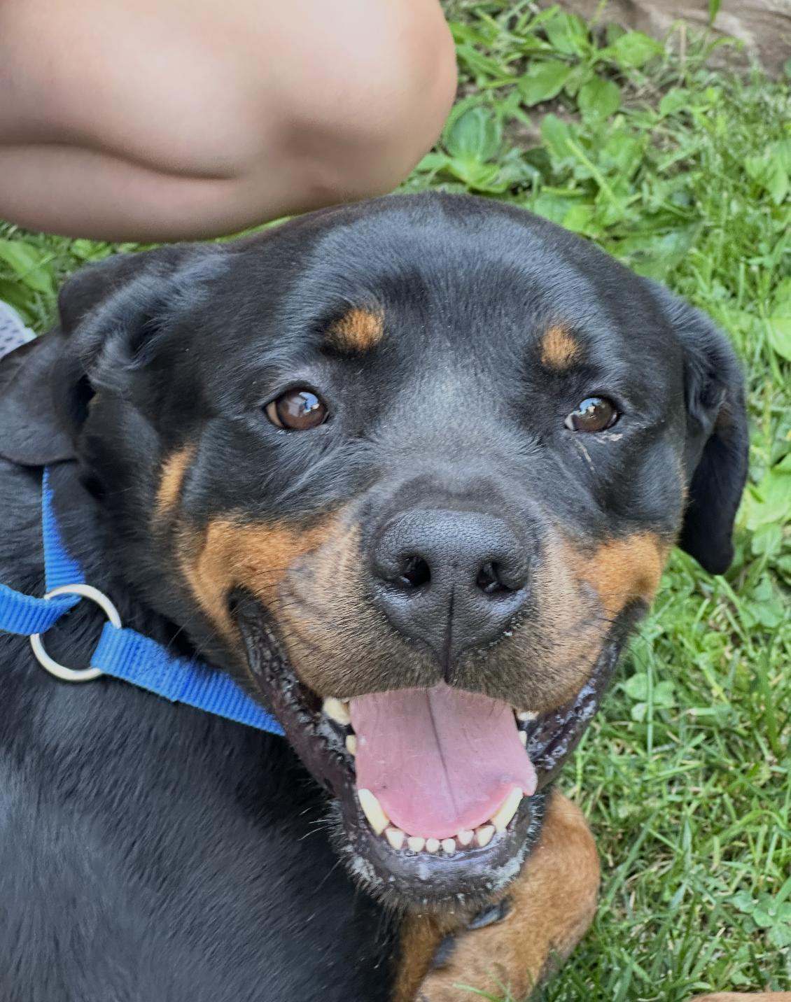 Enlarge Mabel, a Adopted Rottweiler in Chester Springs, PA image 3/3