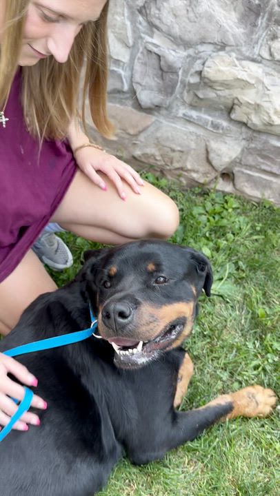 Enlarge Mabel, a Adopted Rottweiler in Chester Springs, PA video 2/3