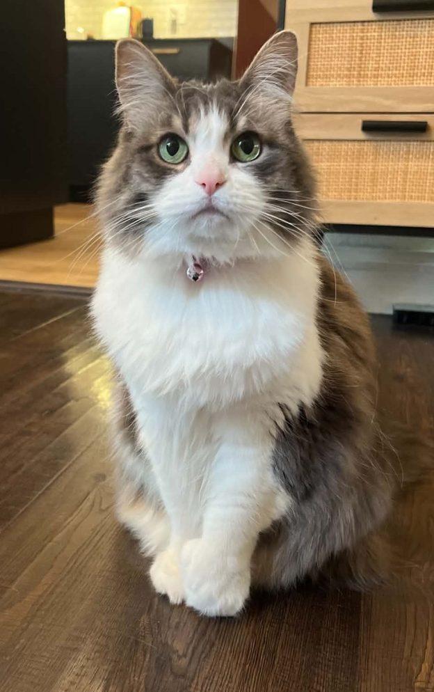Leia, ADOPTABLE, Senior Female Domestic Long Hair.