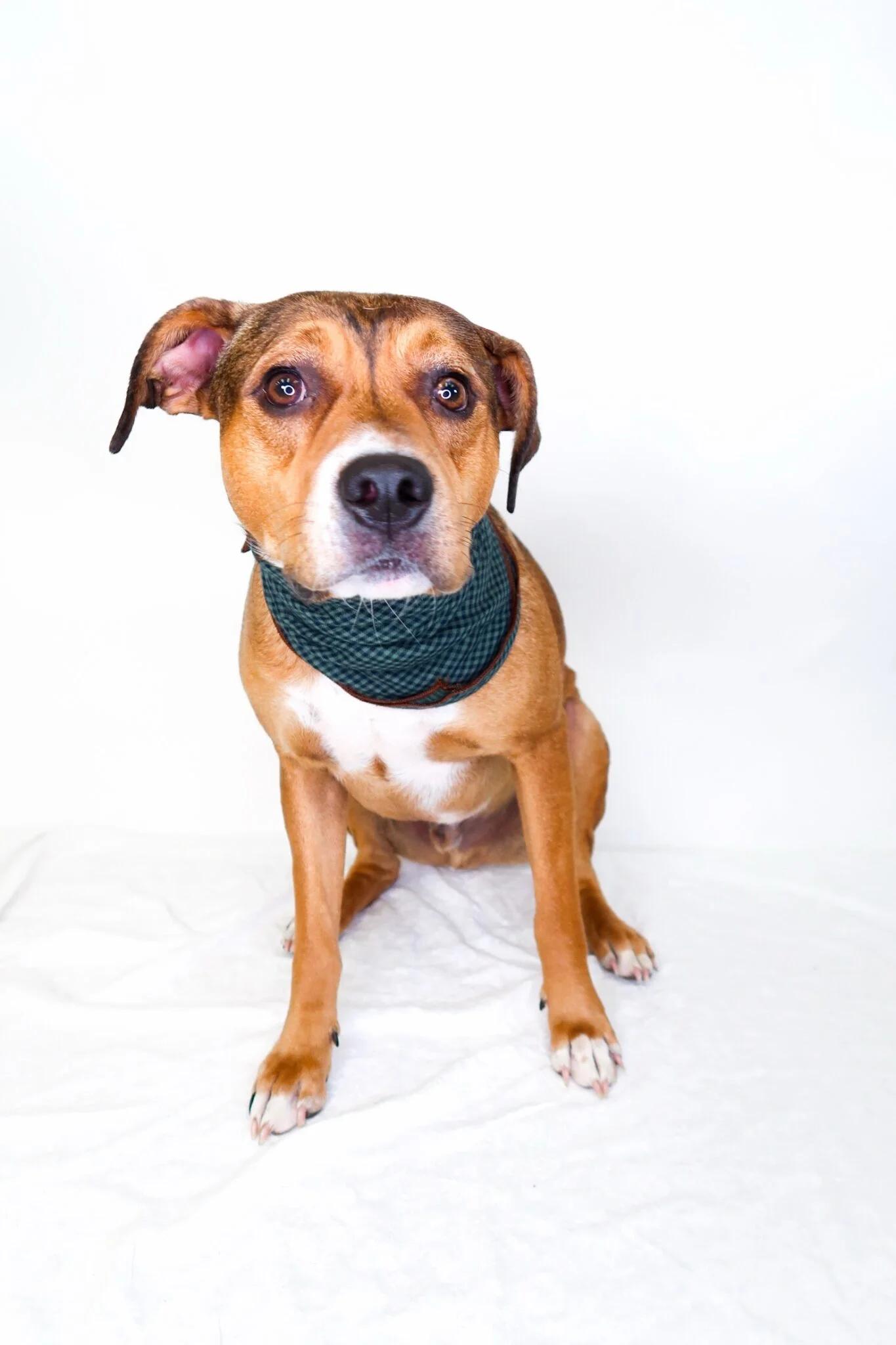 Enlarge Franklin, a ADOPTABLE mixed breed in Bixby, OK image 1/4