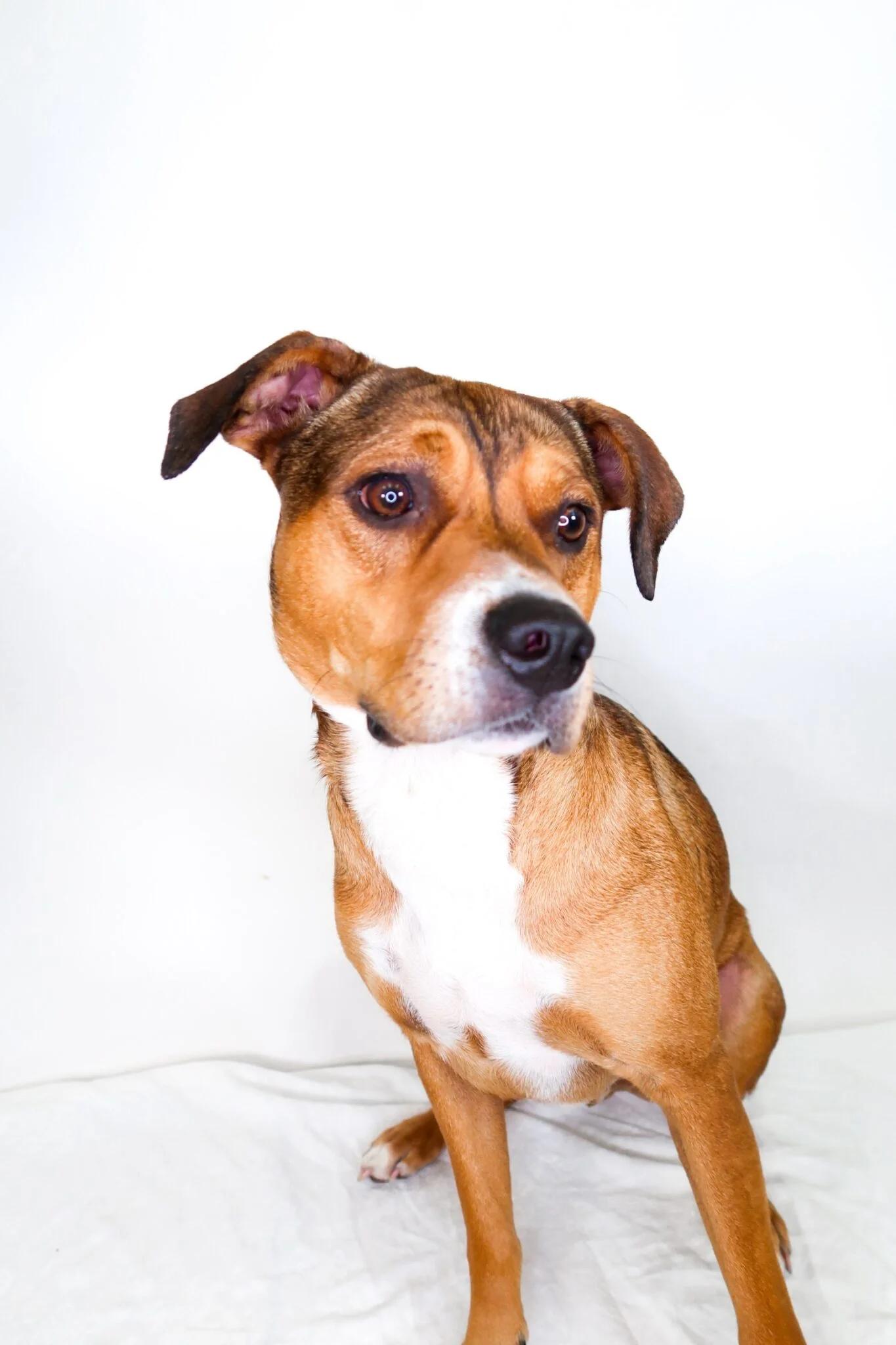 Enlarge Franklin, a ADOPTABLE mixed breed in Bixby, OK image 2/4