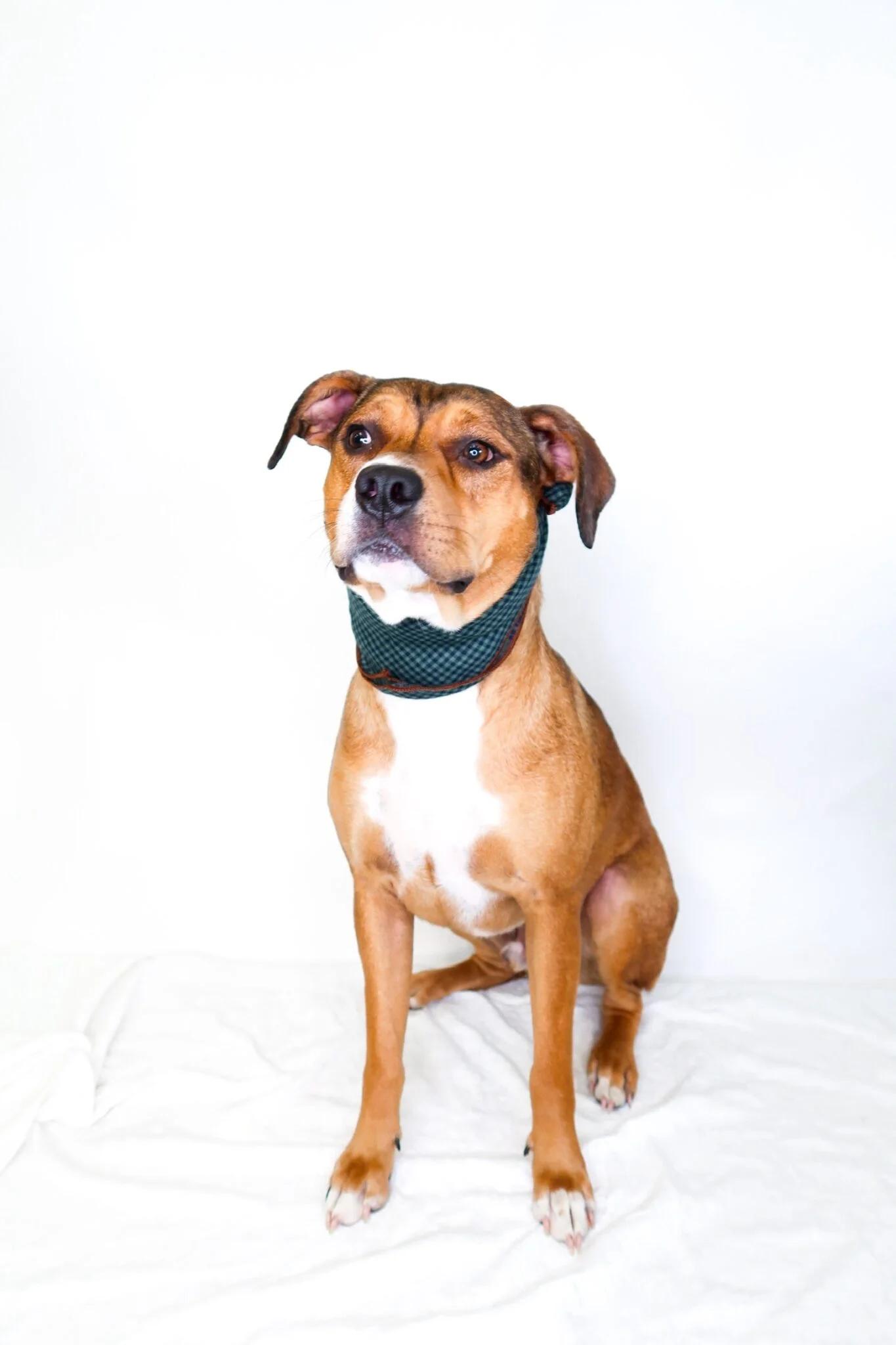 Enlarge Franklin, a ADOPTABLE mixed breed in Bixby, OK image 3/4