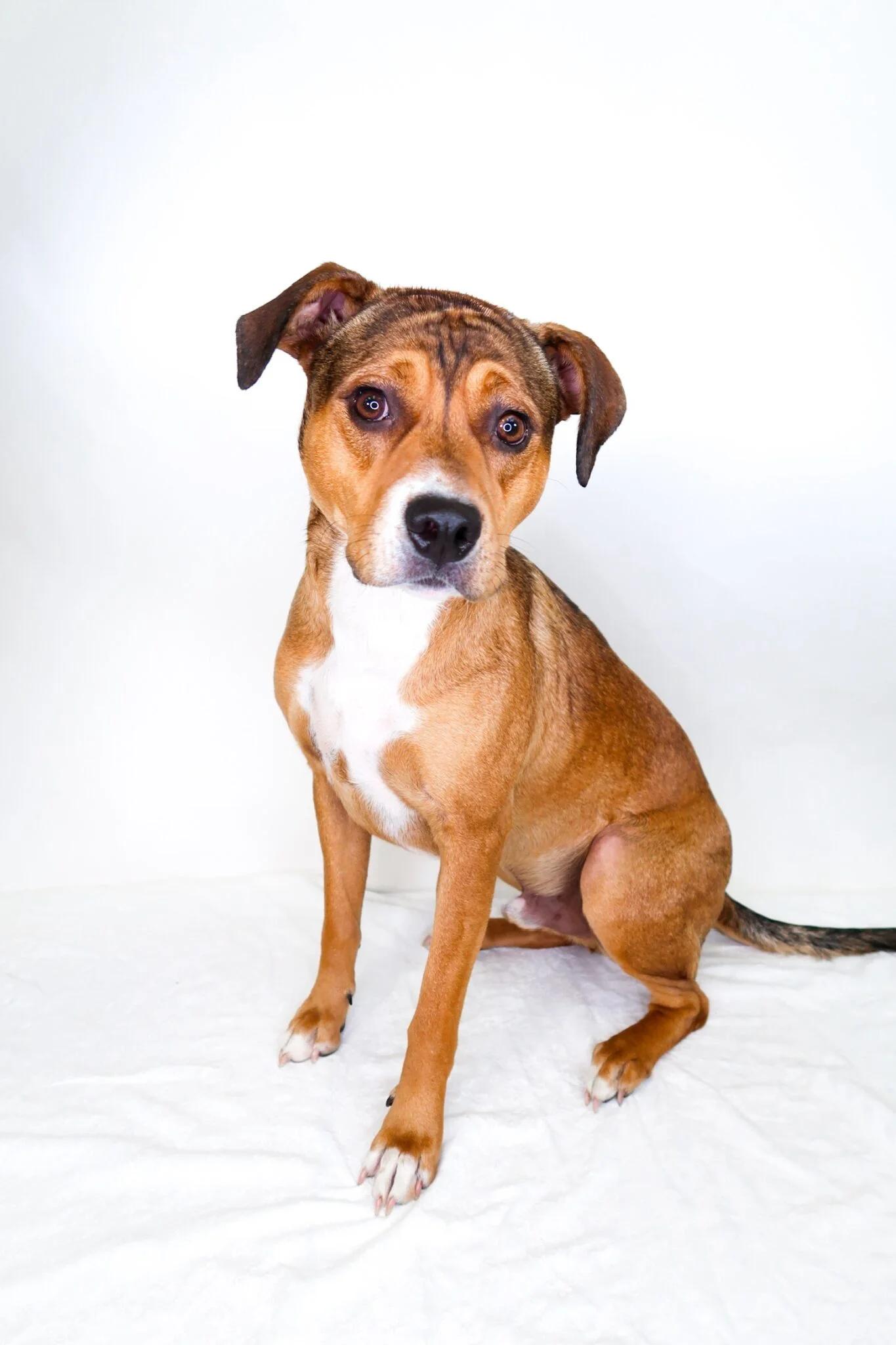 Enlarge Franklin, a ADOPTABLE mixed breed in Bixby, OK image 4/4