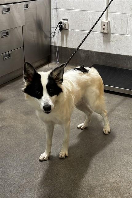 Enlarge EMILY, a Adoptable mixed breed in Upper Marlboro, MD image 1/1