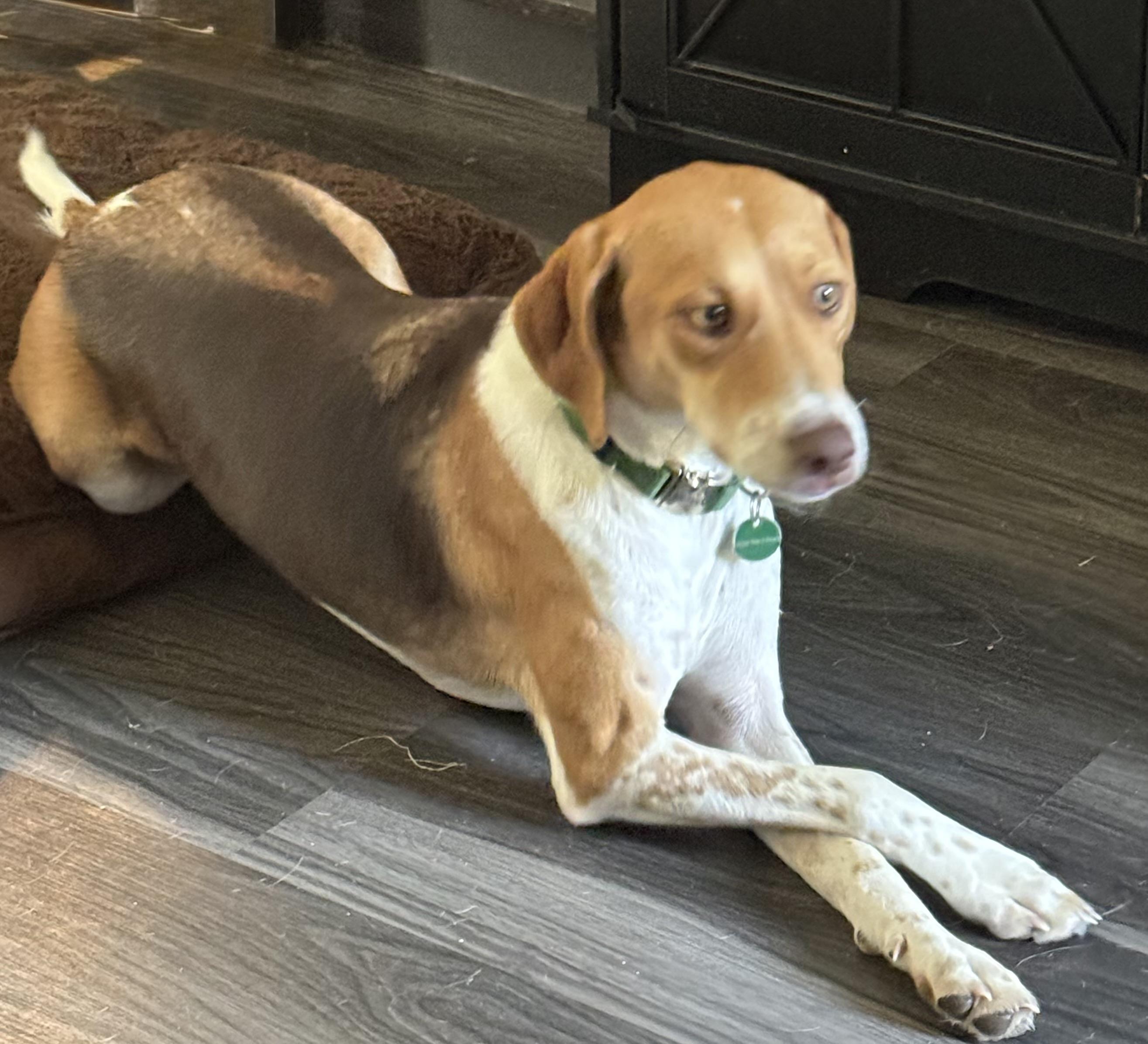 Evie, an adoptable mixed breed in Coppell, TX image 2/2