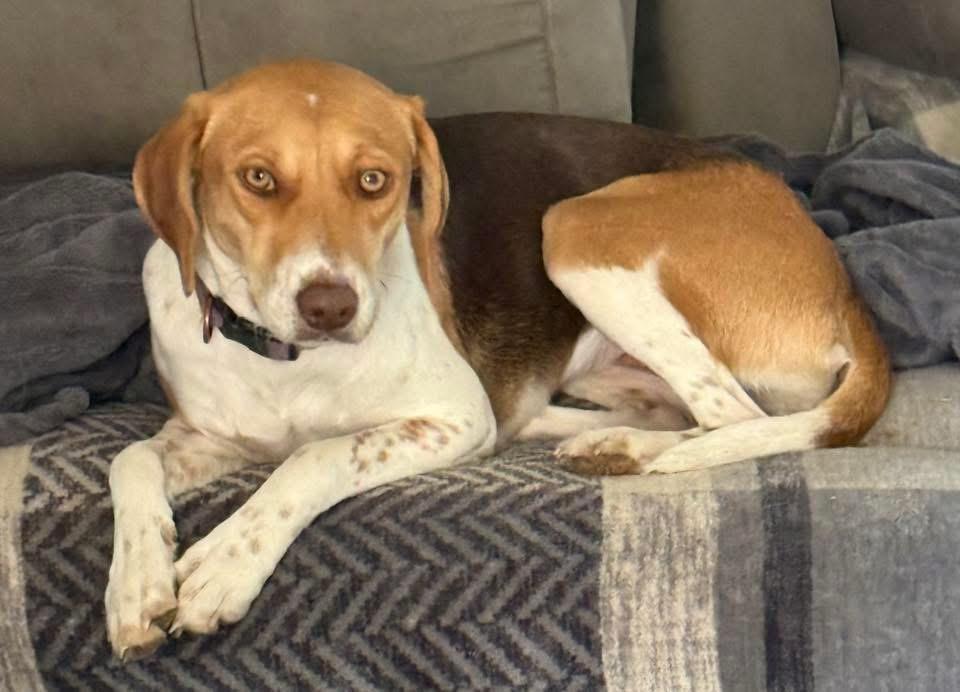 Evie, Adoptable, Young Female Beagle & Pit Bull Terrier.