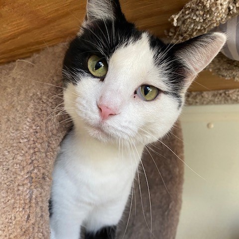 Miley, Adoptable, Adult Female Domestic Short Hair.