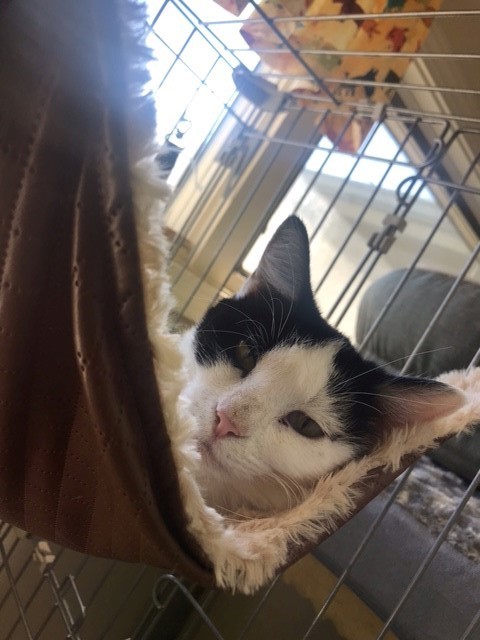 Enlarge Miley, a Adoptable mixed breed in Centralia, IL image 3/13