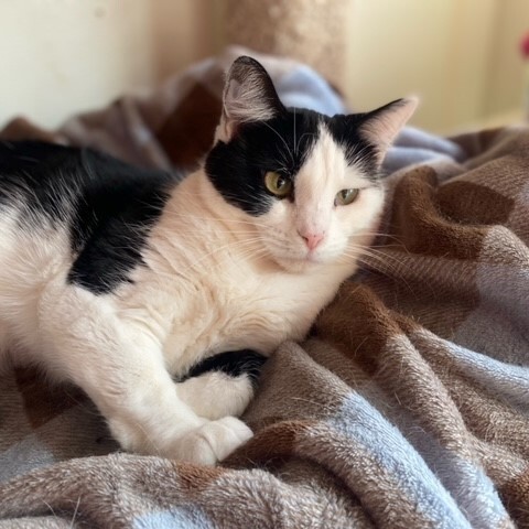 Enlarge Miley, a Adoptable mixed breed in Centralia, IL image 4/13