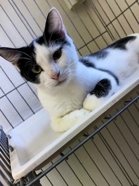 Enlarge Miley, a Adoptable mixed breed in Centralia, IL image 5/13