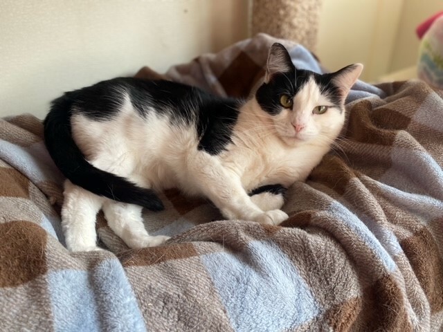 Enlarge Miley, a Adoptable mixed breed in Centralia, IL image 6/13