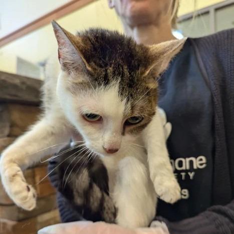 Khaleesi, Adoptable, Adult Female Domestic Short Hair.