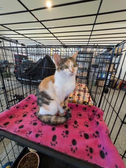 Paisley, Adoptable, Adult Female Domestic Medium Hair & Domestic Short Hair.
