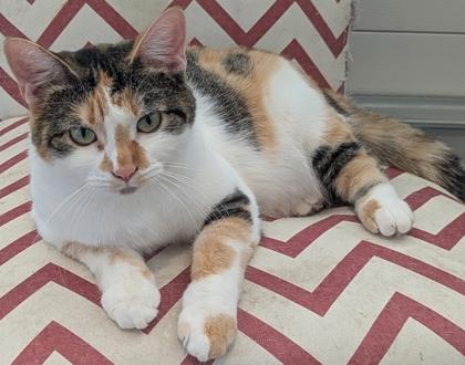 Enlarge Paisley, a Adoptable mixed breed in Cecil, WI image 2/2