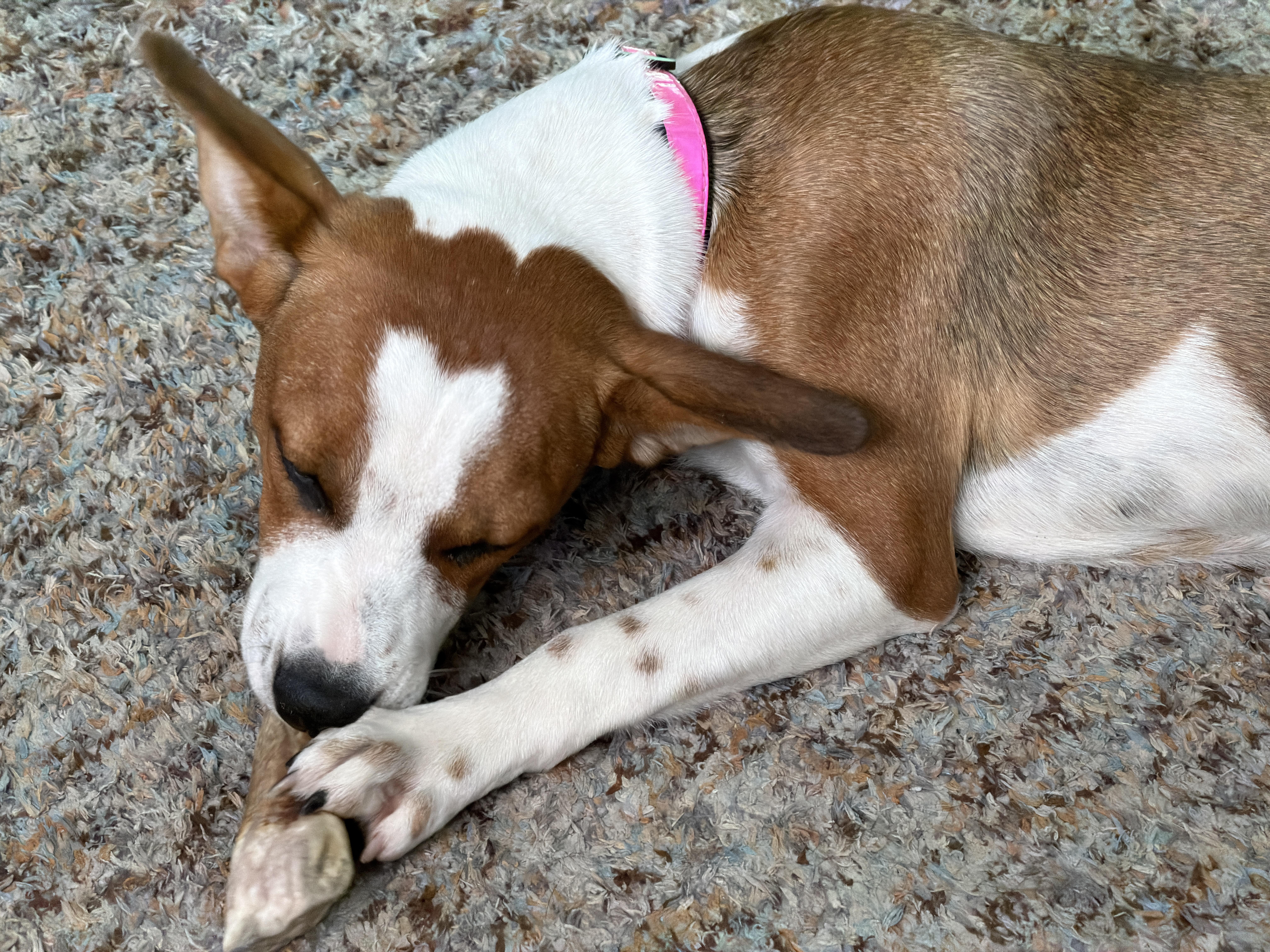 Enlarge Happy, an adopted mixed breed in Glen Rock, NJ image 2/5