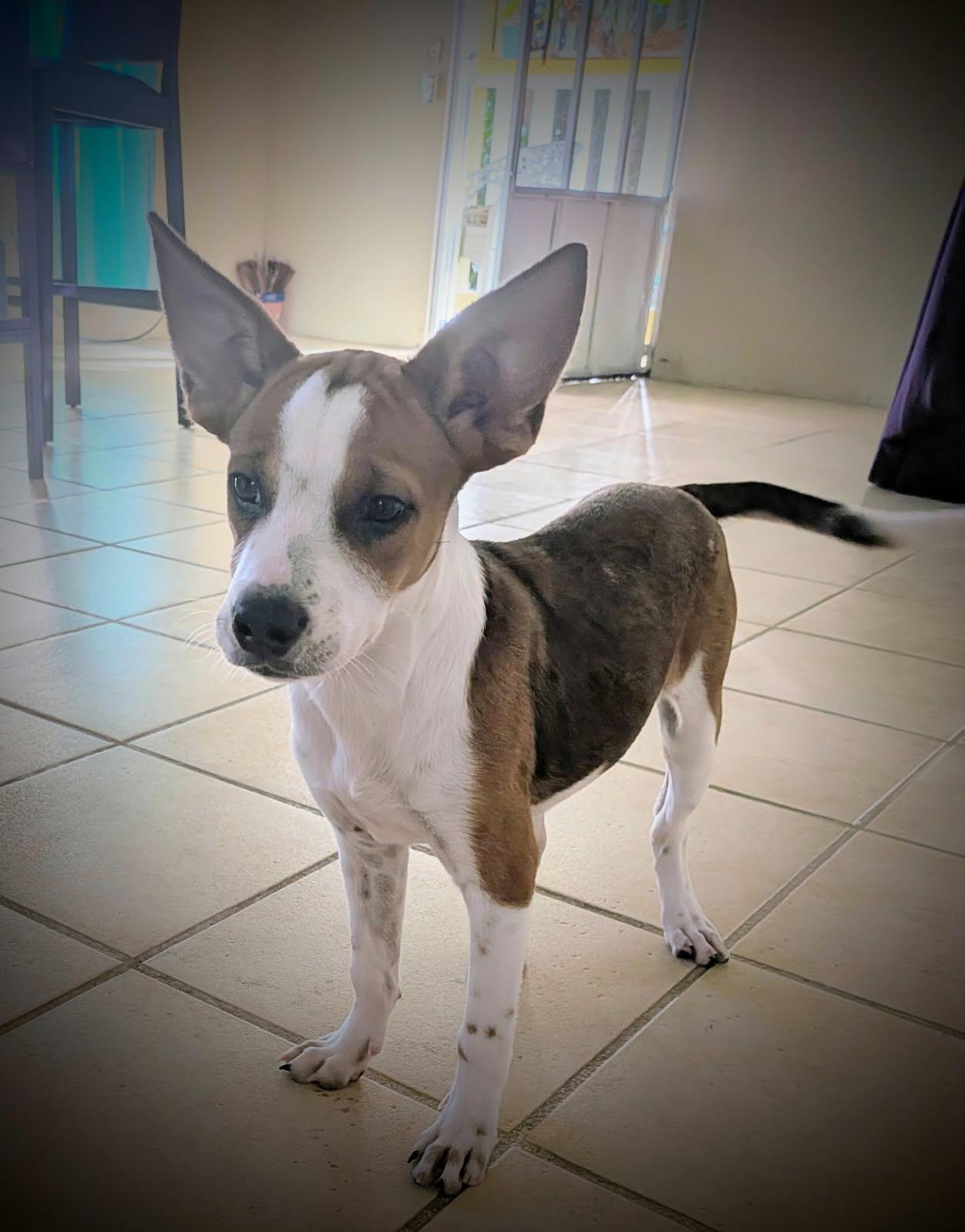 Enlarge Misty, a ADOPTABLE mixed breed in Glen Rock, NJ image 1/4