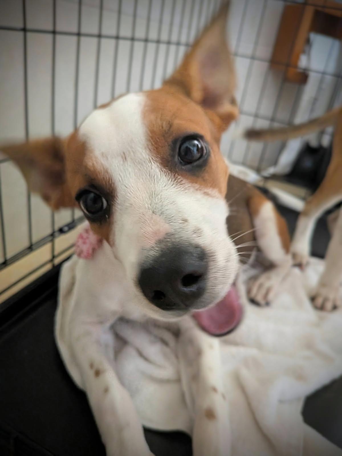 Enlarge Misty, a ADOPTABLE mixed breed in Glen Rock, NJ image 4/4