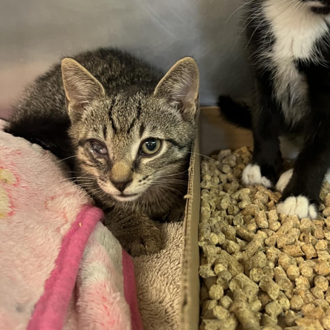 Neo, a Adoptable Domestic Short Hair in Orange, VA image 4/4