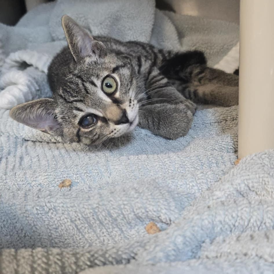Neo, Adoptable, Kitten Male Domestic Short Hair.