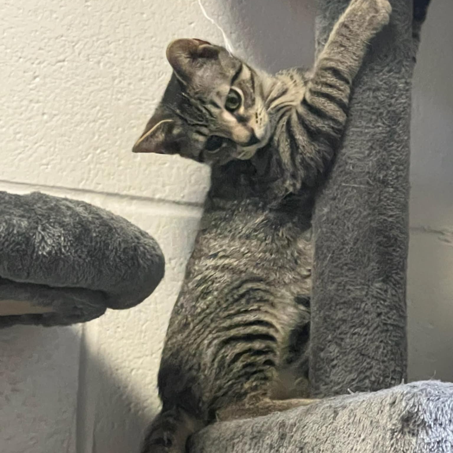 Neo, a Adoptable Domestic Short Hair in Orange, VA image 2/4