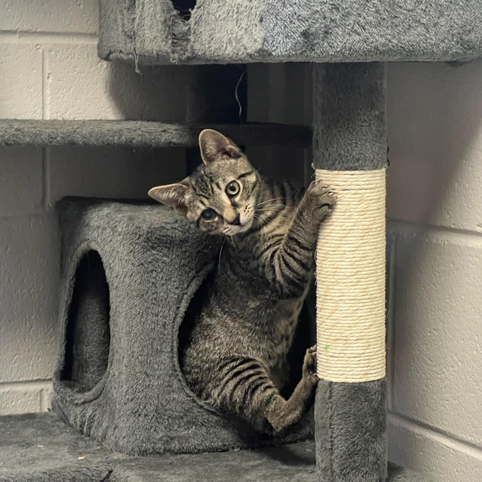 Neo, Adoptable, Kitten Male Domestic Short Hair.